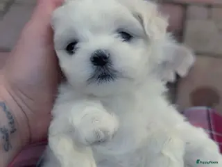 Maltezer honden Mini malzeter - Advertentie 4