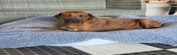 Rhodesian Ridgeback honden te koop: Rhodesian ridgeback pups - Advertentie 10
