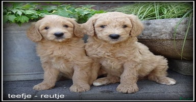 Labradoodle honden - Advertentie 8