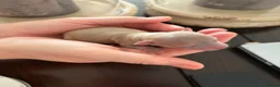Chihuahua honden te koop: Chihuahua pups 1 reutje beschikbaar nog  - Advertentie 6