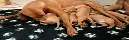 Vizsla korthaar honden te koop: Kortharige Hongaarse Vizsla-pups - Advertentie 14