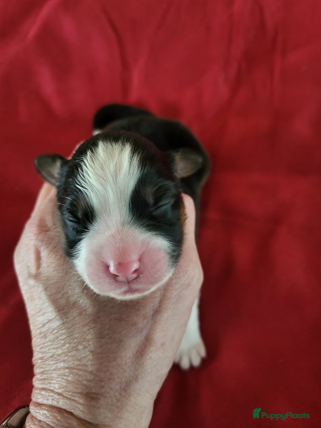 Australian Shepherd honden te koop: Australian Shepherd pupjes ouders volledg getest - Advertentie 4