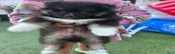 Pomsky honden te koop: 6 pomskys in Langeweg - Advertentie 11