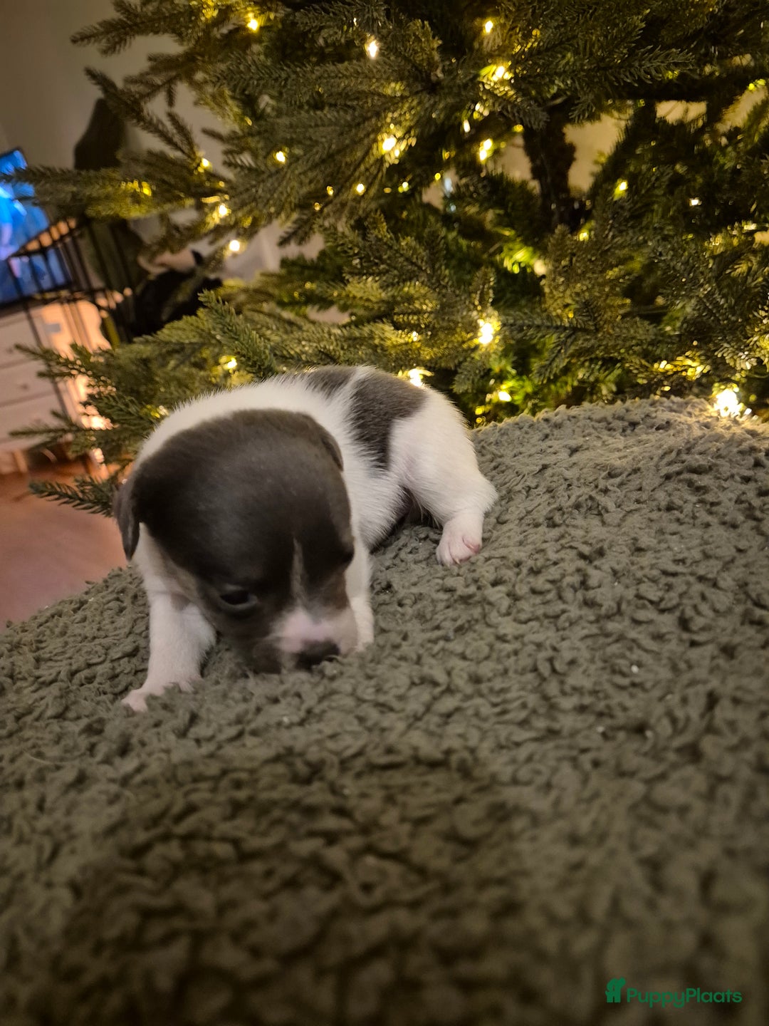 Jack Russel Terriër honden te koop: Nog 3 mooie jack Russell pups te koop - Advertentie 6