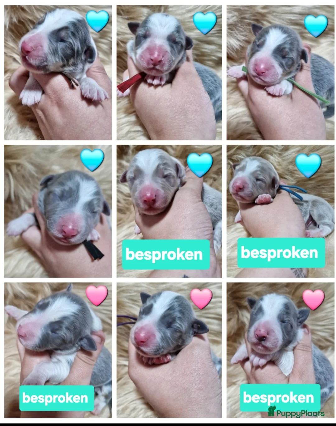 Border Collie honden te koop: Blauwe border collie pups  - Advertentie 2