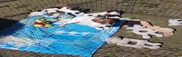 Jack Russel Terriër honden te koop: Speelse gezonde RASZUIVER JACK RUSSELpups LAAGBEEN - Advertentie 10