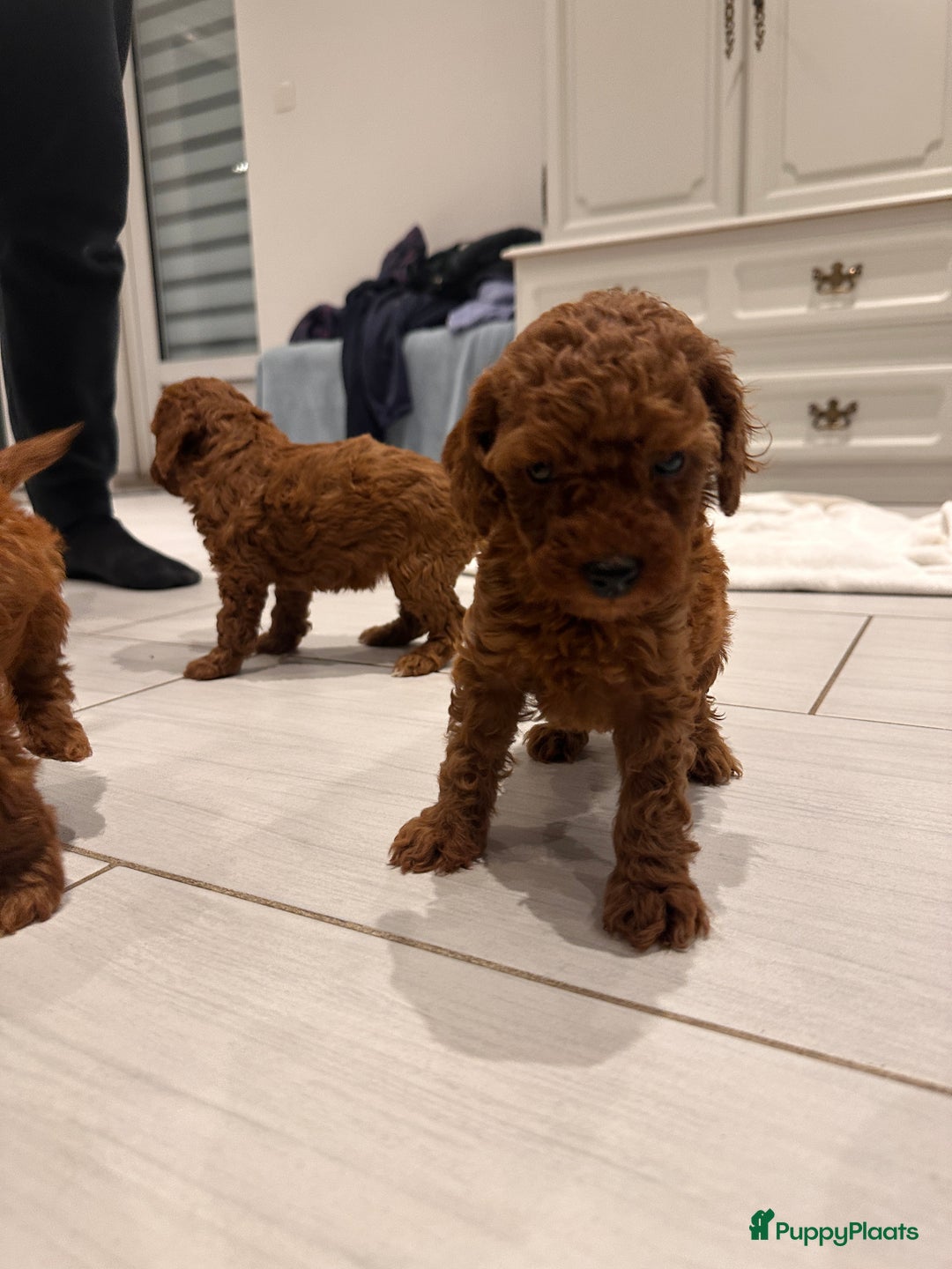 Dwergpoedel honden te koop: Poedel abrikoos - Advertentie 3