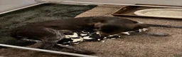 Duitse Staande Hond Draadhaar honden te koop: Slechts nog 2 reutjes beschikbaar in Huizen - Advertentie 4