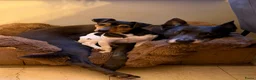 Jack Russel Terriër honden te koop: 🐶 Jack Russell pups zoeken een liefdevol thuis in Opeinde - Advertentie 9