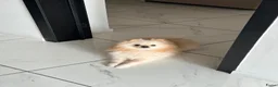 Pomeriaan honden te koop: Twee prachtige raszuivere Pomeranian beschikbaar - Advertentie 11
