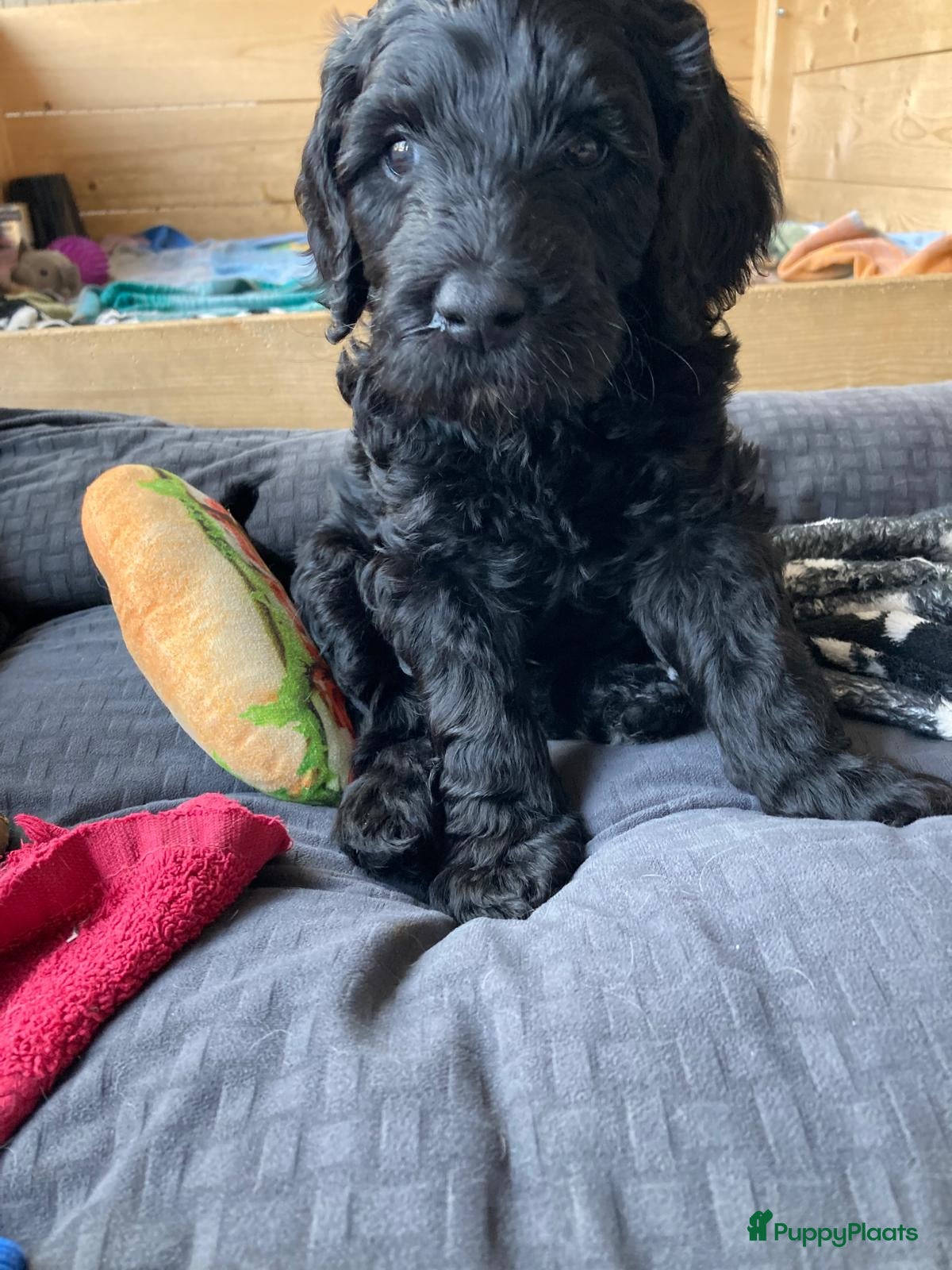 Labradoodle honden te koop: Labradoodle puppies  - Advertentie 12