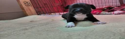 Kruising honden te koop: Nog 4 lieve unieke Mix puppy's. - Advertentie 21
