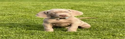 Weimarse Staande Hond korthaar honden te koop: Mooie Weimaraner pups - Advertentie 6