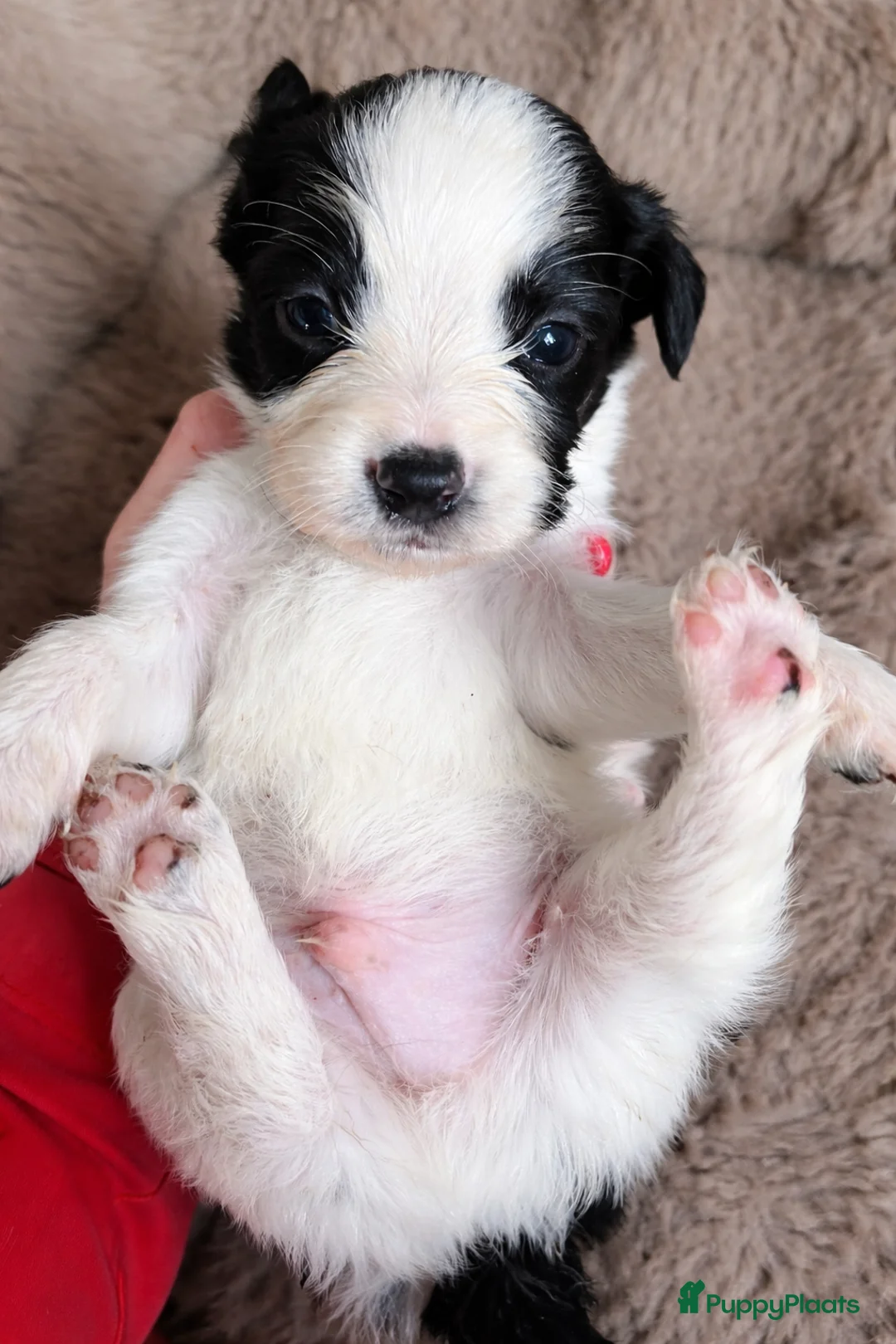 Kruising honden te koop: Prachtige kruising Markiesje/Kooiker pups! - Advertentie 2