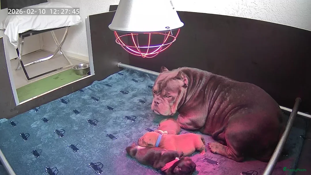 Amerikaanse Bully honden te koop: ABKC exotic Bully  - Advertentie 2