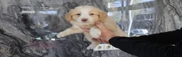 Nova Scotia Duck Tolling Retriever honden te koop: novia scotia duck x toller retriever pups te koop - Advertentie 5