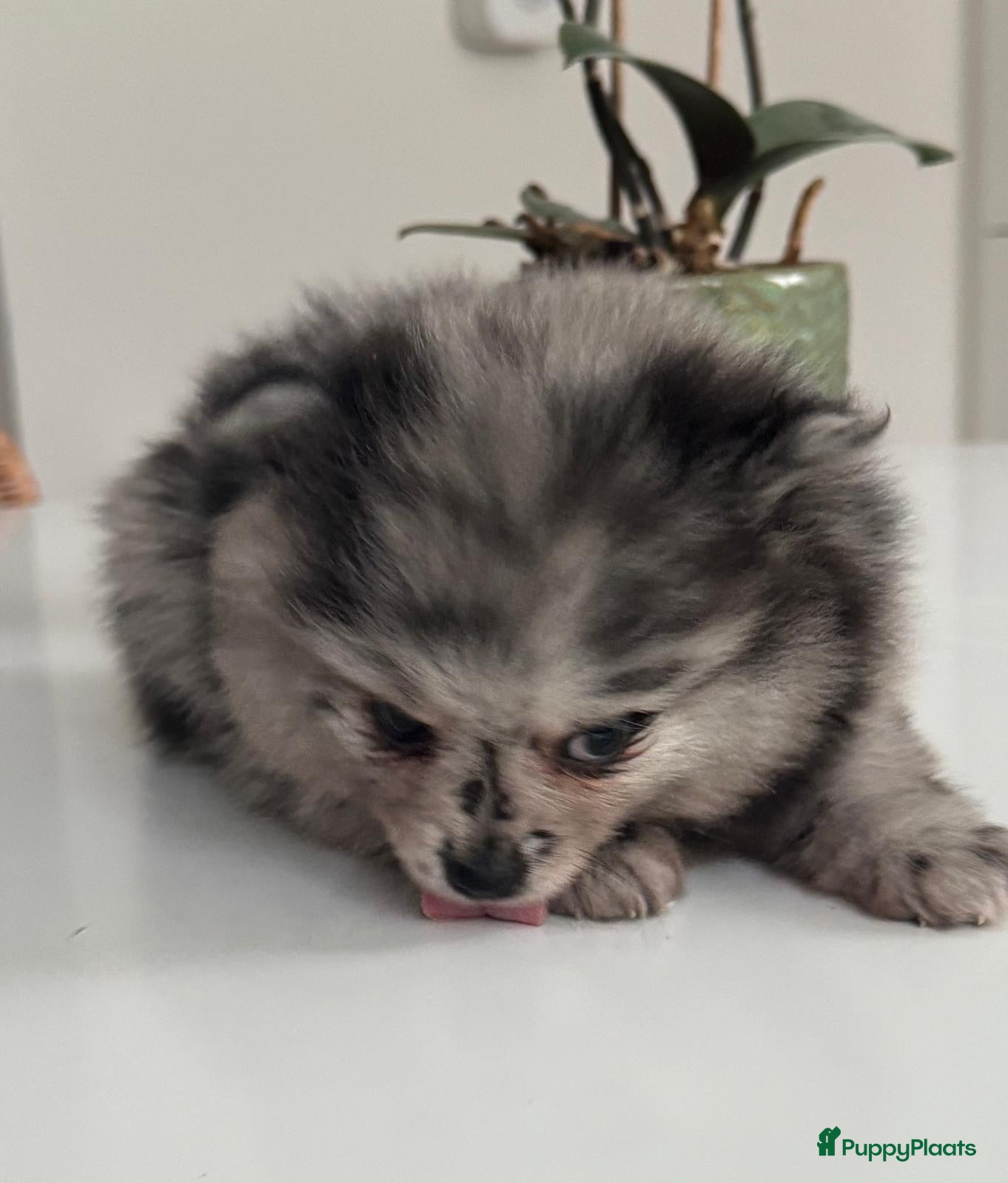 Pomeriaan honden Prachtige Pomeriaan pups  - Advertentie 2