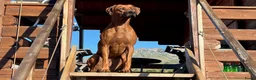 Rhodesian Ridgeback honden te koop: Rhodesian Ridgeback pups met stamboom 1 juni - Advertentie 4