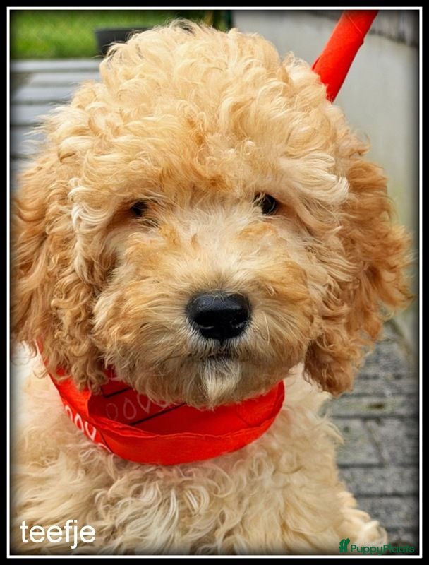 Labradoodle honden Labradoodle pups. Mogen het nest verlaten. - Advertentie 1