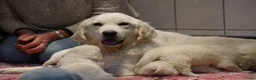 Golden Retriever honden te koop: Golden Retriever Pups met Stamboom. - Advertentie 26