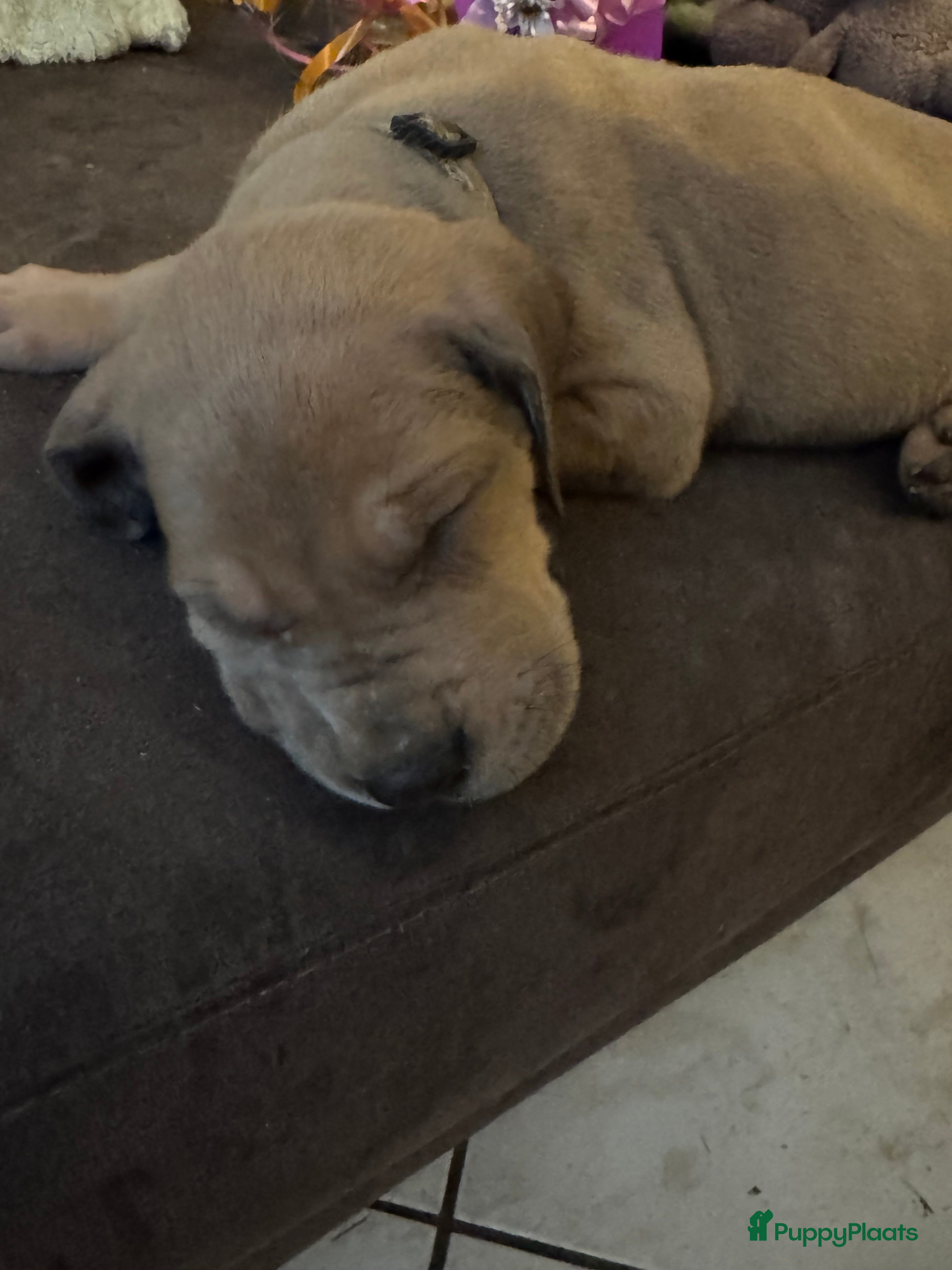 Duitse Dog honden Duitse dog puppies  - Advertentie 1