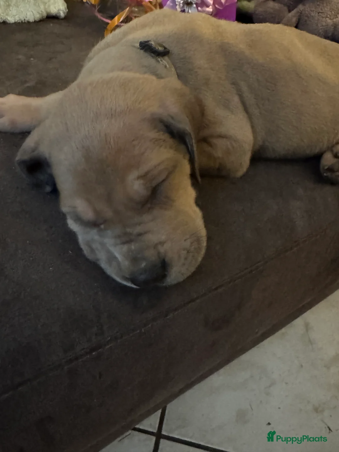 Duitse Dog honden te koop: Duitse dog puppies  - Advertentie 1