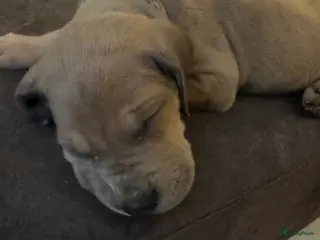 Duitse Dog honden Duitse dog puppies - Advertentie 1