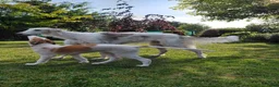 Barsoi honden te koop: Borzoi-teef uit FCI-kennel zoekt lief thuis  - Advertentie 28