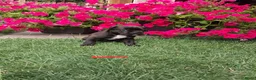 Kruising honden te koop: Unieke leuke kruising Labrador Boxer x Boxer pups. - Advertentie 8