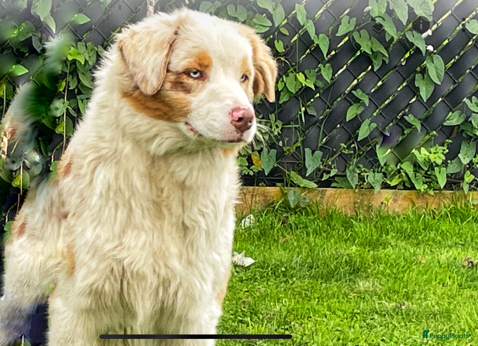 Australian Shepherd honden Australian shepherd meisje - Advertentie 1