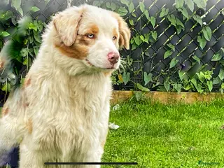 Australian Shepherd honden Australian shepherd meisje - Advertentie 1