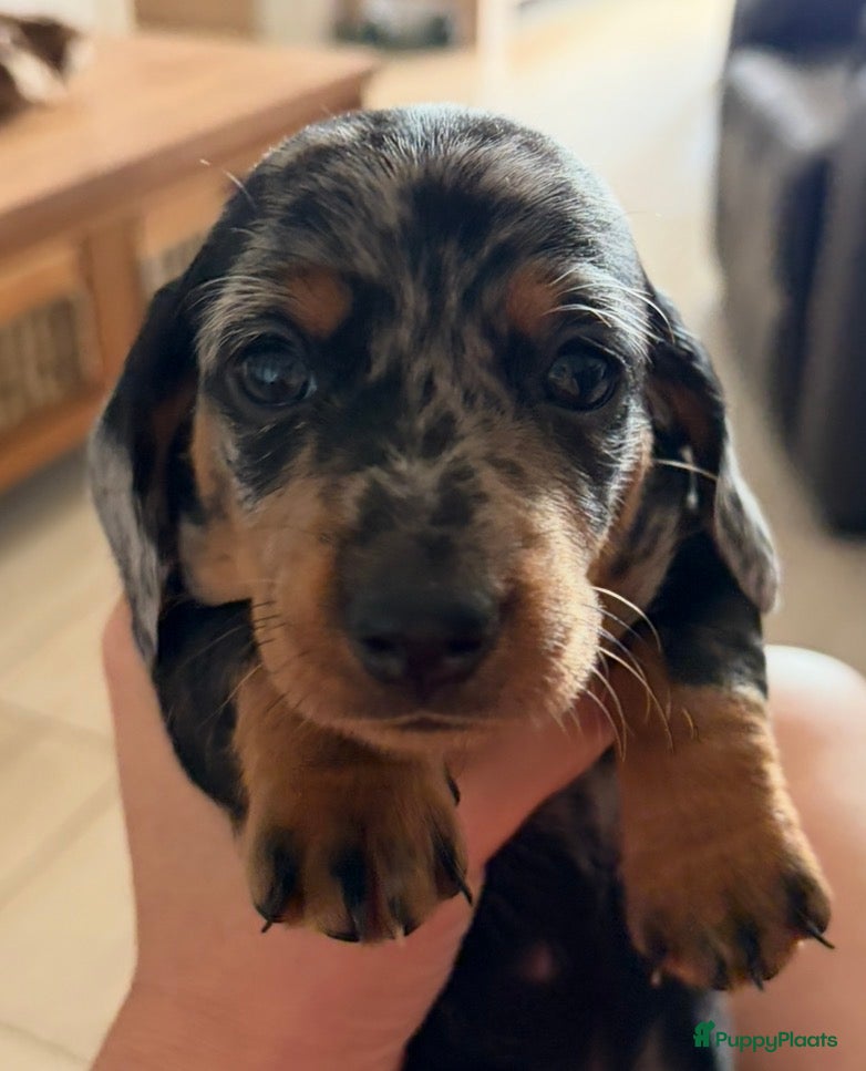 Kruising honden 💕 Mini Teckel Pupje Beschikbaar–Blue Merle Teefje - Advertentie 4