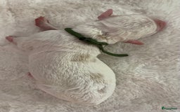 Australian Labradoodle honden te koop: Australian Labradoodle pups in Strijen - Afbeelding 15