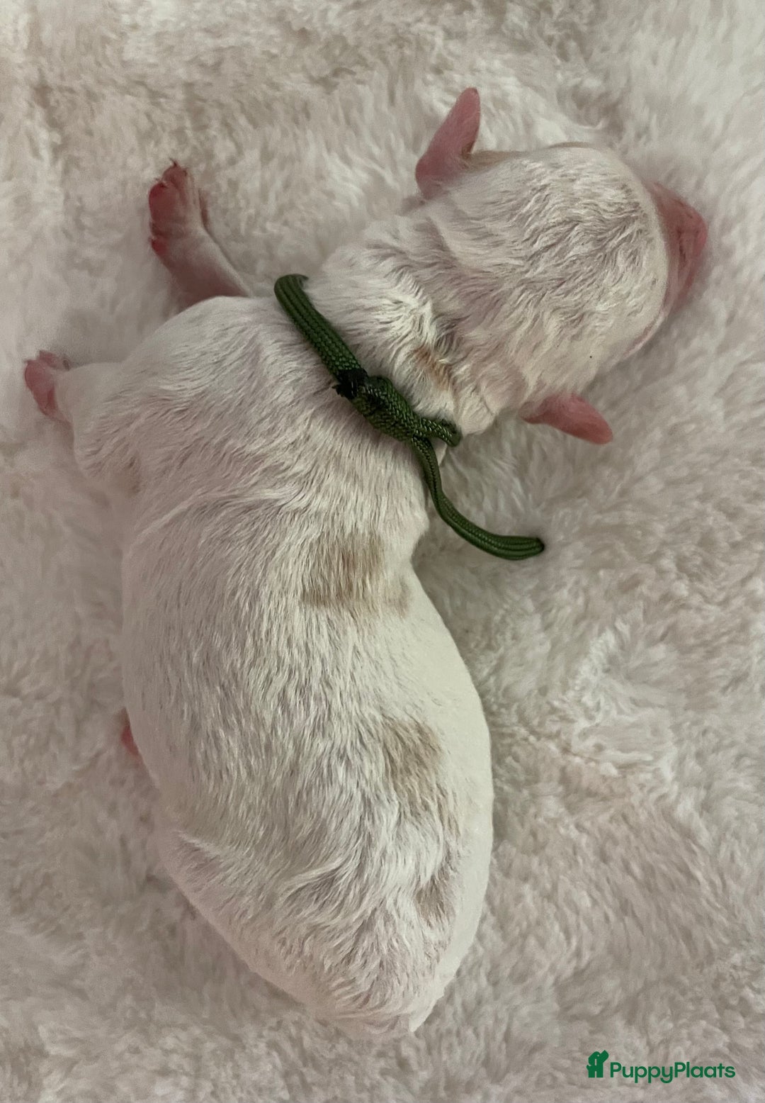 Australian Labradoodle honden te koop: Australian Labradoodle pups in Strijen - Afbeelding 15