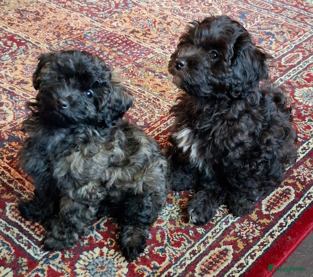 Maltipoo honden te koop: Moos & Pepper - Advertentie 16