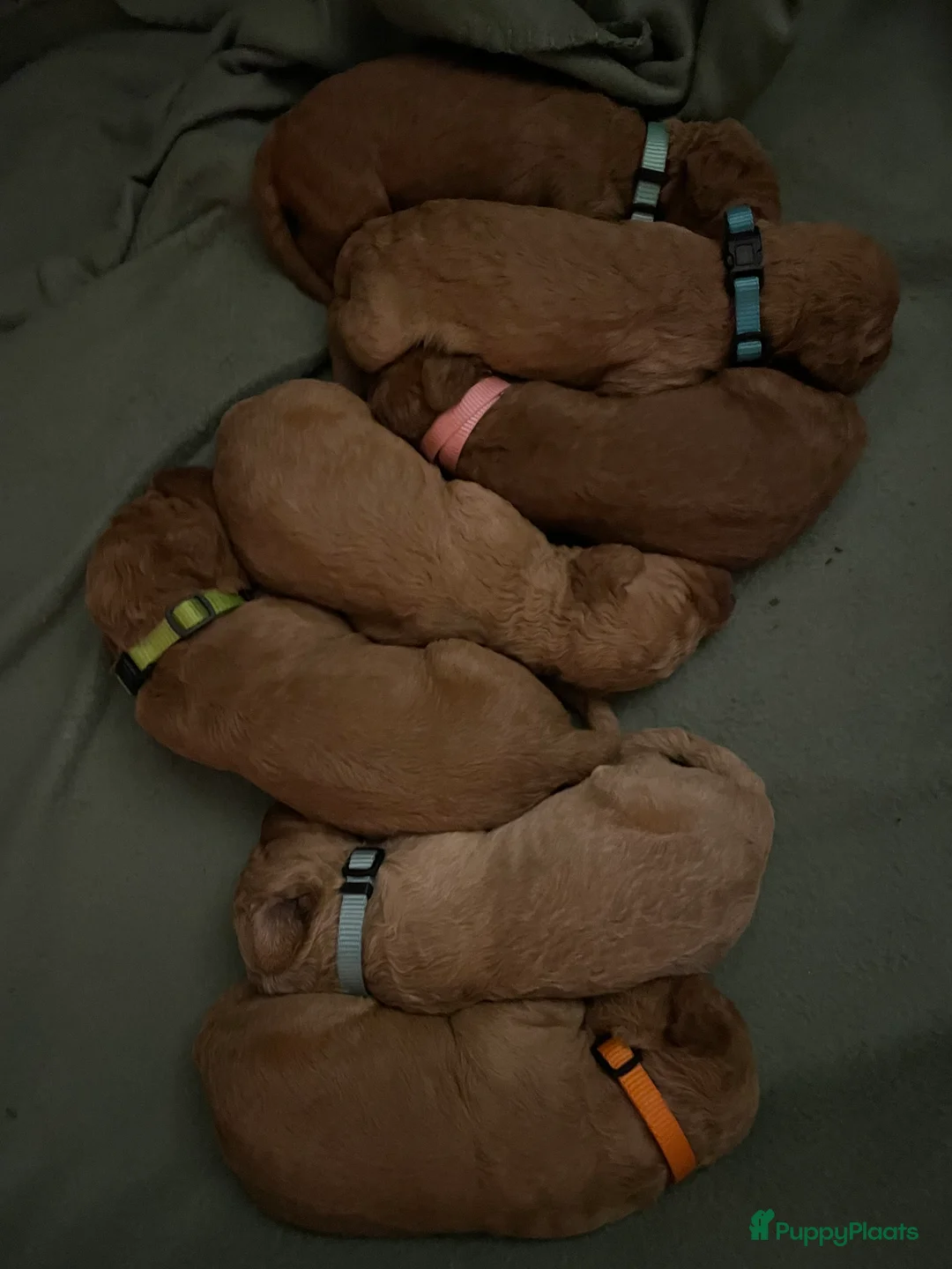 Kruising honden te koop: Lieve labradoodle / Australian labradoodle pups - Advertentie 6