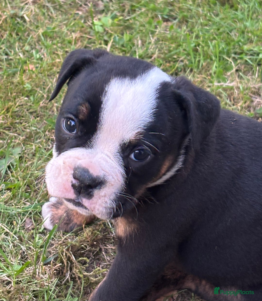 Old English Bulldog honden te koop: Old english Bulldog pups uit geteste ouders - Afbeelding 4