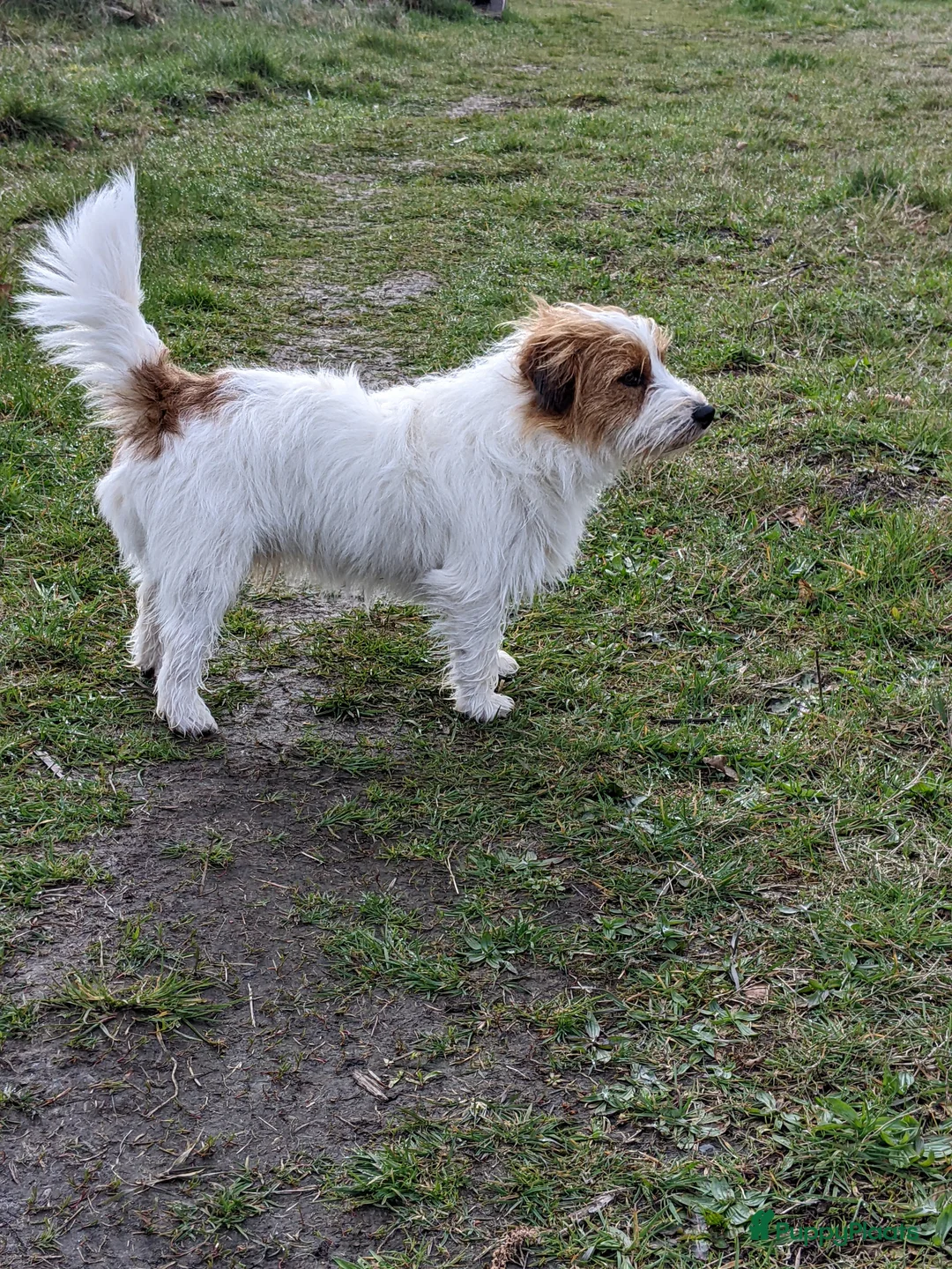 Jack Russel Terriër honden ter dekking: Raszuivere ruwharige Jack Russell dekreu  - Advertentie 2