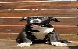 Amerikaanse Bully honden te koop: American Bully XL Puppies - Afbeelding 6