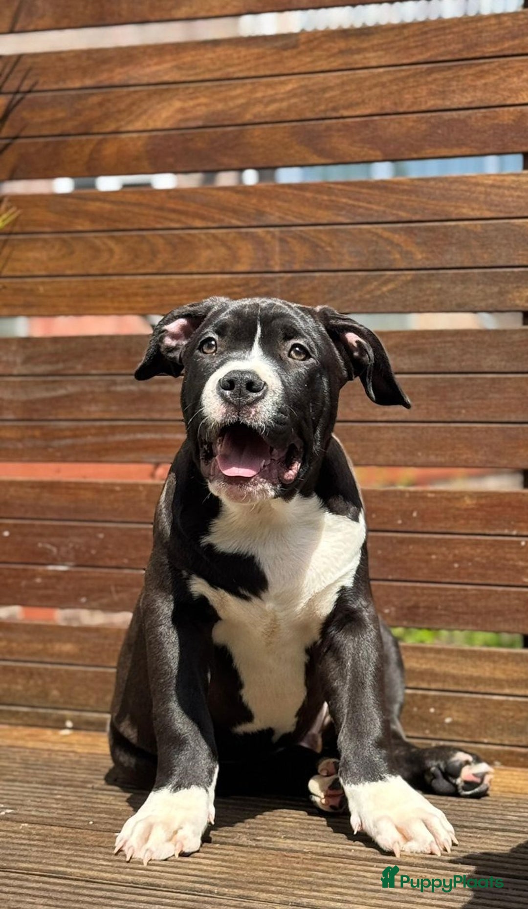 Amerikaanse Bully honden te koop: American Bully XL Puppies - Afbeelding 6