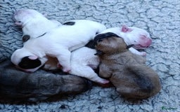 Franse Bulldog honden te koop: Franse bulldog raszuiver FCI (uitgebreid getest)  - Advertentie 2