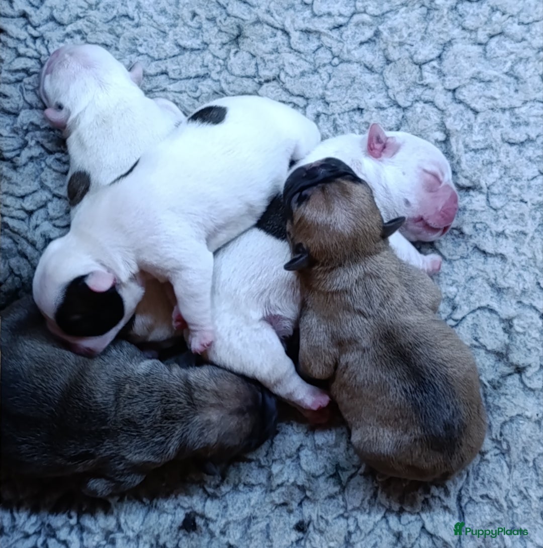 Franse Bulldog honden te koop: Franse bulldog raszuiver FCI (uitgebreid getest)  - Advertentie 2