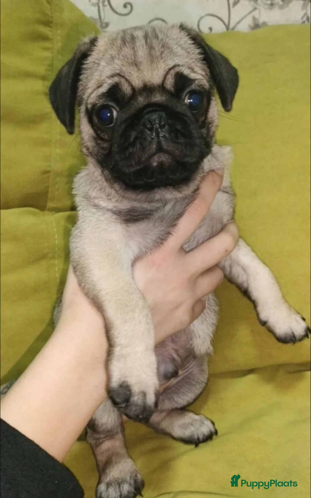 Mopshond honden te koop: mopshod pups in Amsterdam - Advertentie 3