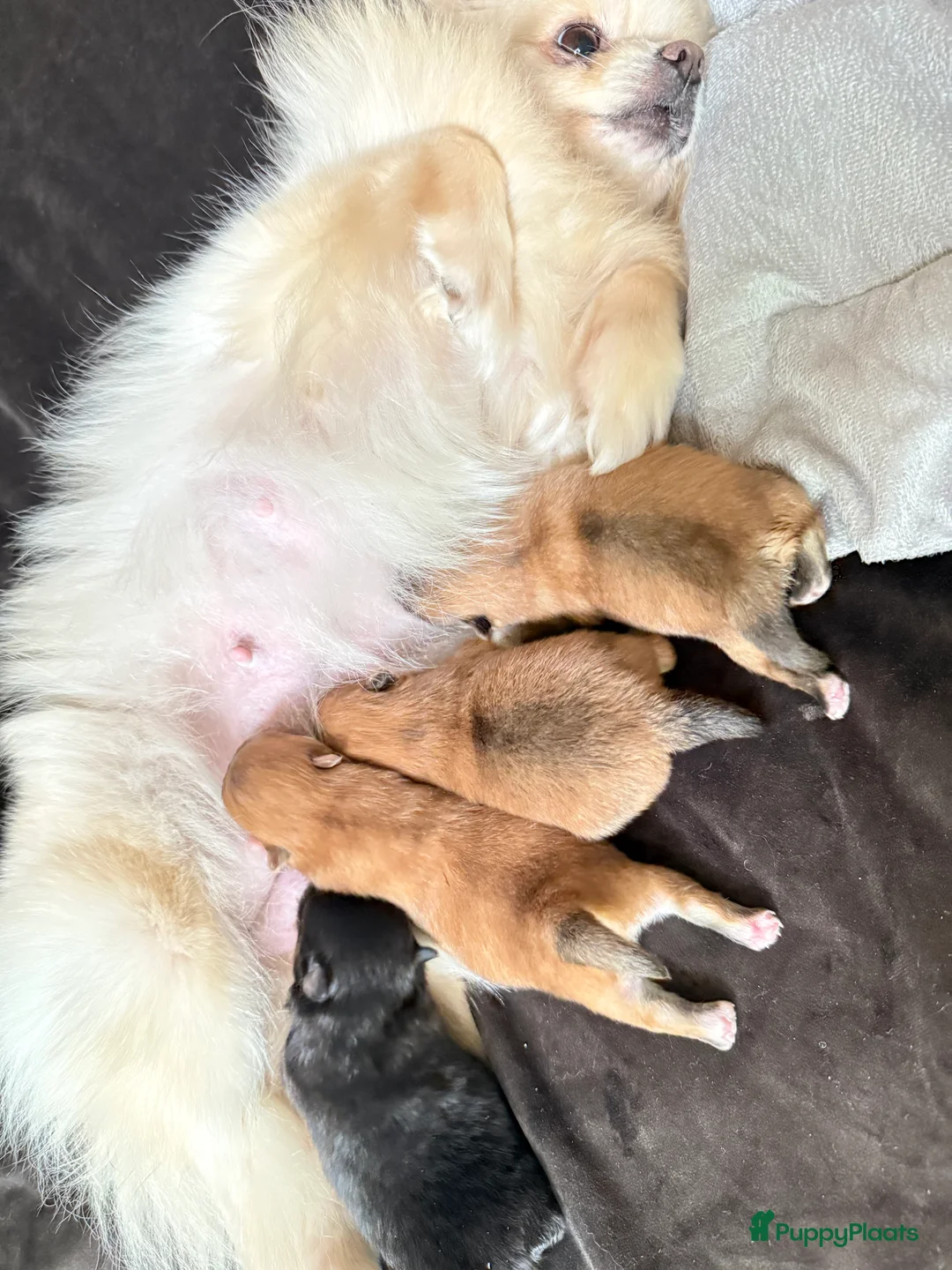 Pomeriaan honden te koop: Pomeriaan . Nog een pup beschikbaar .  - Advertentie 8