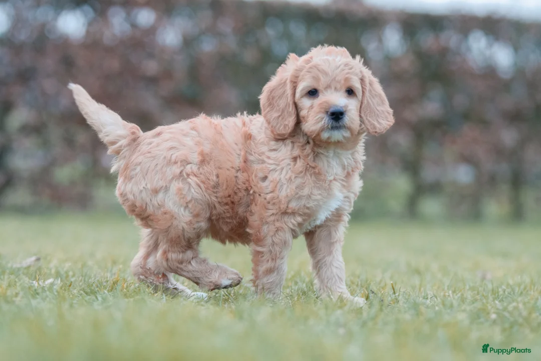 Labradoodle honden te koop: prachtige labradoodle x australian labradoodle - Advertentie 4