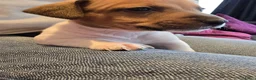 Jack Russel Terriër honden te koop: Nog 3 prachtige reutjes te koop - Advertentie 11