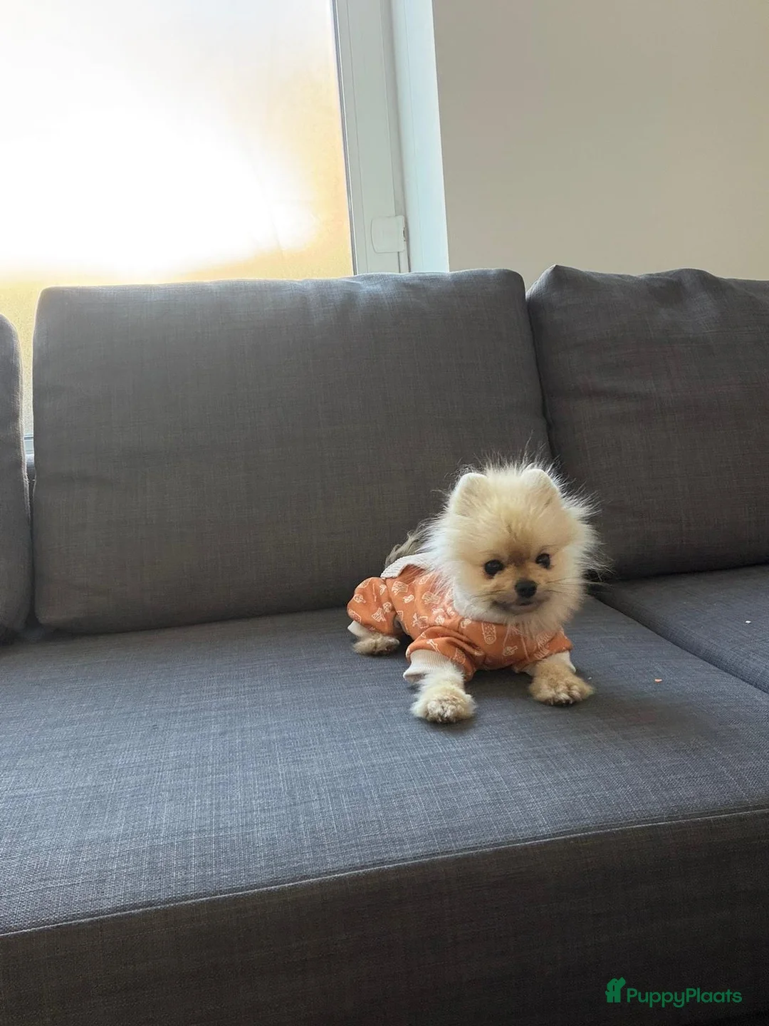 Pomeriaan honden te koop: Pomeriaan – liefdevol thuis gezocht - Advertentie 1