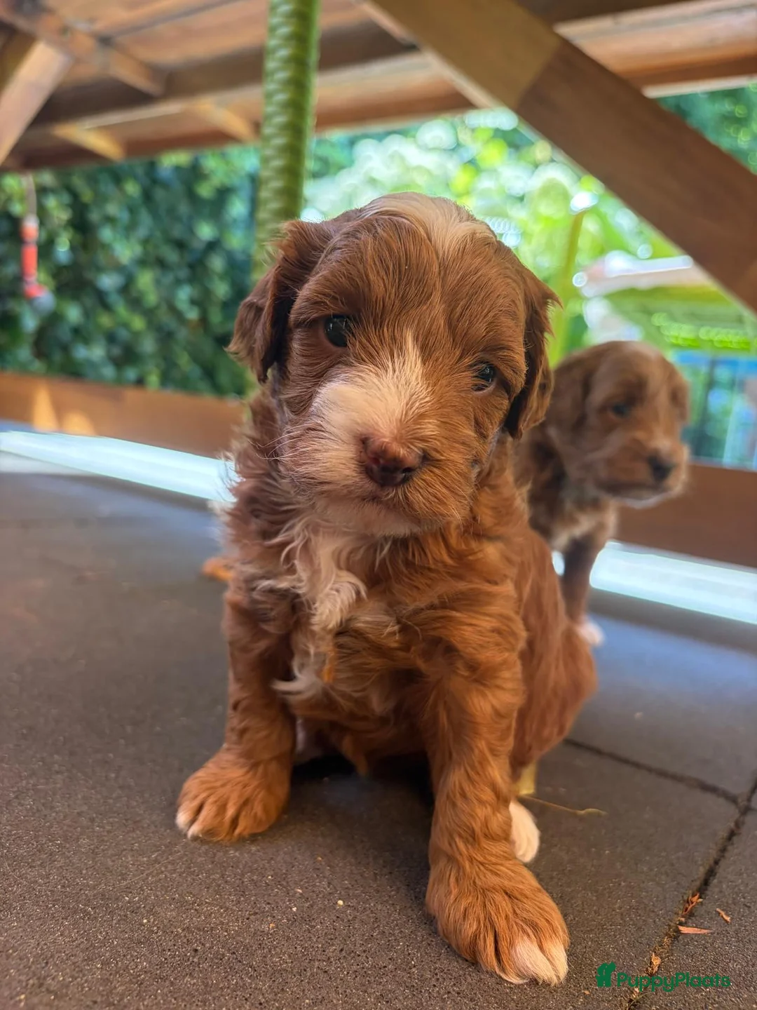 Australian Labradoodle honden te koop: Prachtig lieve mini labradoodle pups  - Advertentie 2