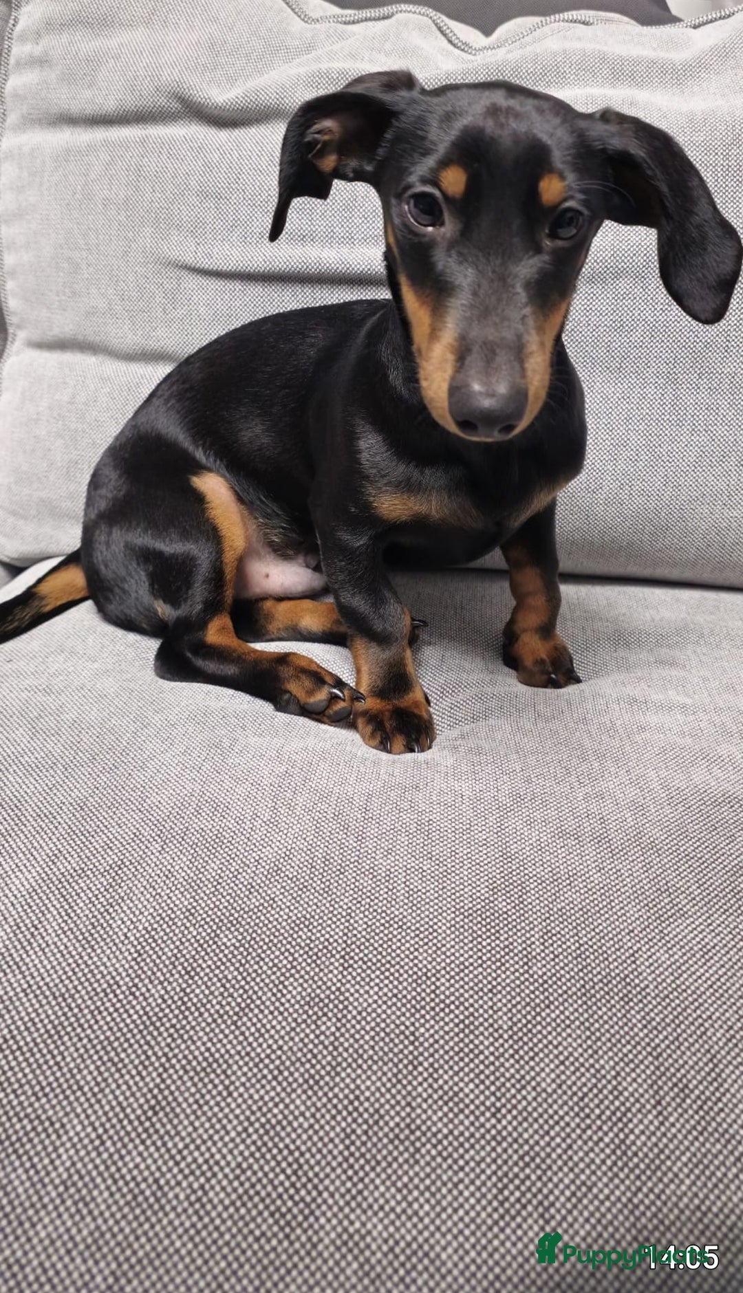 Teckel (korthaar)  honden te koop: Lieve kortharig teckel pup zoekt een nieuwe thuis - Advertentie 4