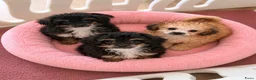 Poedel Toy honden te koop: Drie toy poedel pupjes  - Advertentie 9